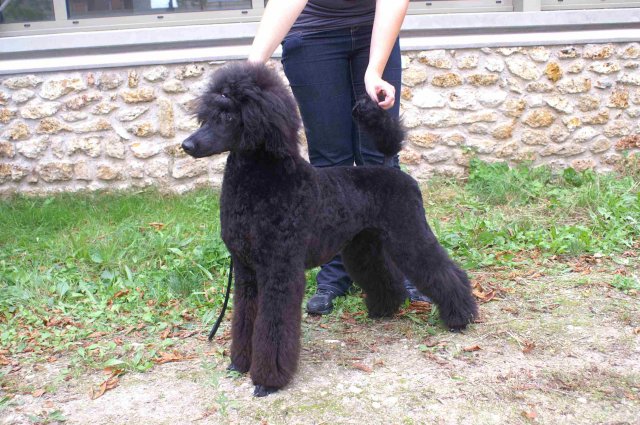 foire-haricots 2011-09-17et18